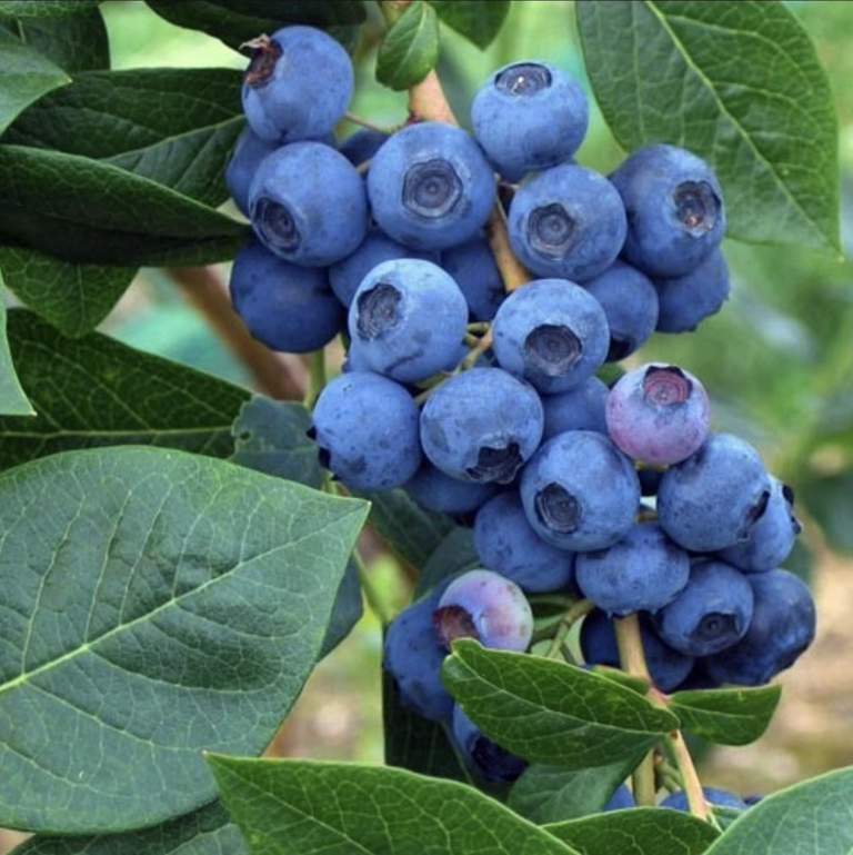 Patriot Blueberry For Sale Online